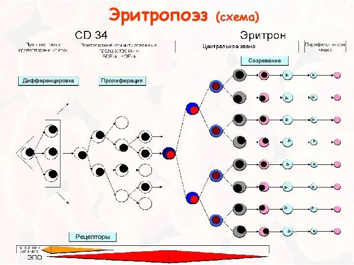 Эритропоэз (схема)