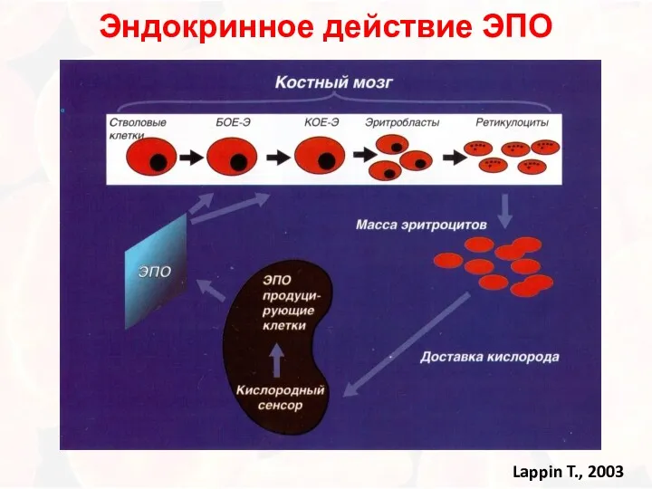 Эндокринное действие ЭПО Lappin T., 2003