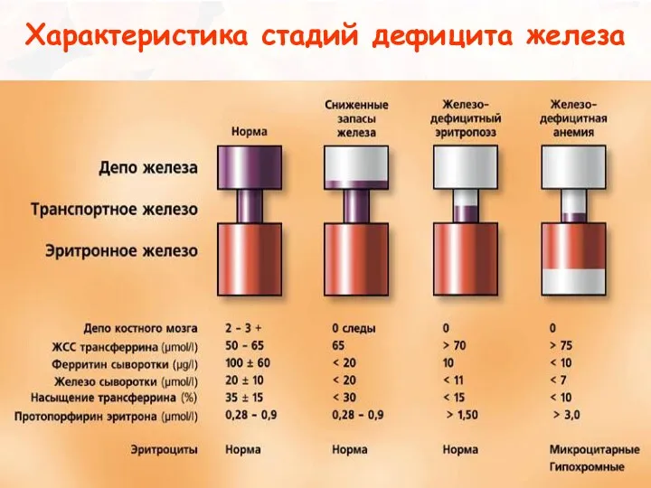 Характеристика стадий дефицита железа