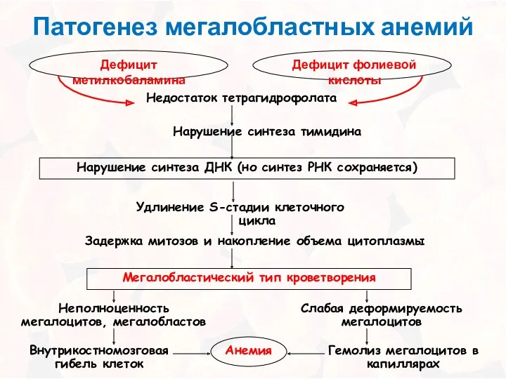 Патогенез мегалобластных анемий Недостаток тетрагидрофолата Нарушение синтеза тимидина Нарушение синтеза