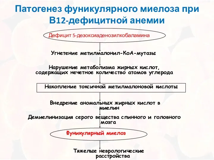 Патогенез фуникулярного миелоза при В12-дефицитной анемии Дефицит 5-дезоксиаденозилкобаламина Угнетение метилмалонил-КоА-мутазы