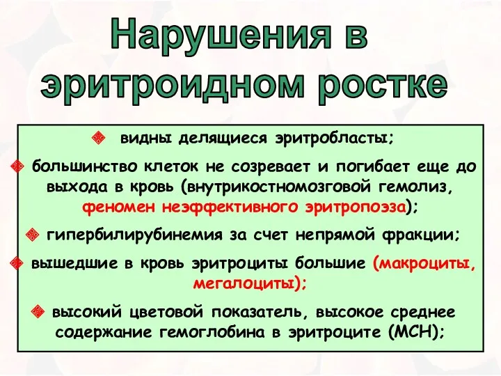 видны делящиеся эритробласты; большинство клеток не созревает и погибает еще