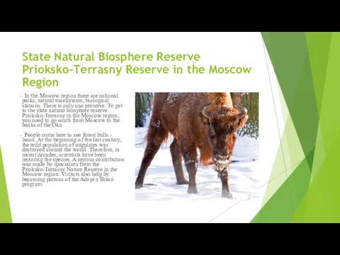 State Natural Biosphere Reserve Prioksko-Terrasny Reserve in the Moscow Region