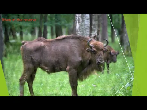 Bison in the reserve