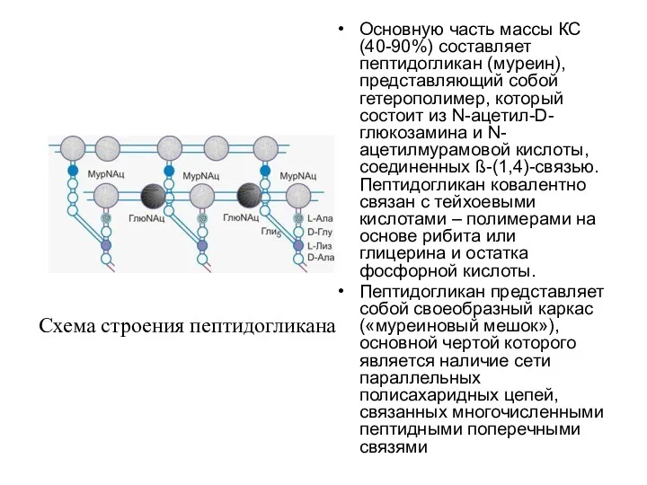 Основную часть массы КС (40-90%) составляет пептидогликан (муреин), представляющий собой