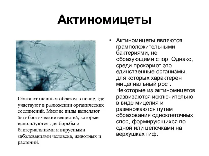 Актиномицеты Актиномицеты являются грамположительными бактериями, не образующими спор. Однако, среди