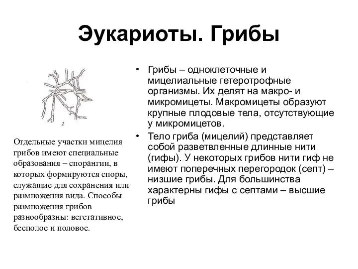 Эукариоты. Грибы Грибы – одноклеточные и мицелиальные гетеротрофные организмы. Их