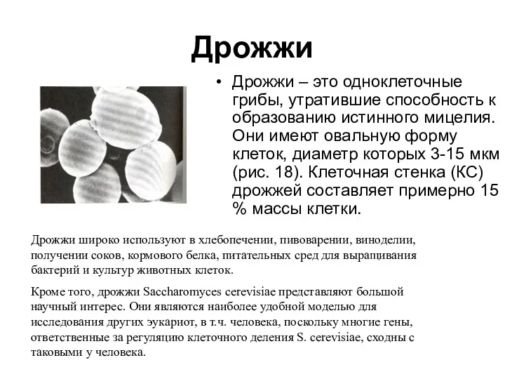 Дрожжи Дрожжи – это одноклеточные грибы, утратившие способность к образованию