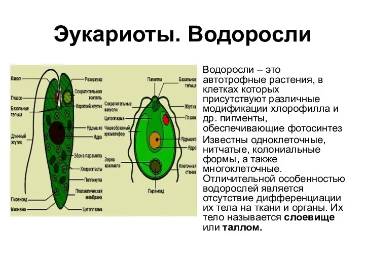 Эукариоты. Водоросли Водоросли – это автотрофные растения, в клетках которых