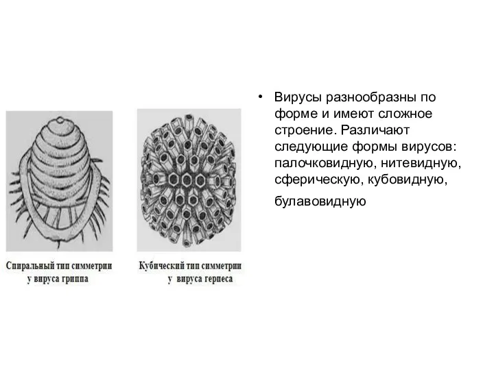 Вирусы разнообразны по форме и имеют сложное строение. Различают следующие