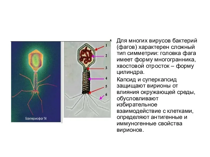 Для многих вирусов бактерий (фагов) характерен сложный тип симметрии: головка