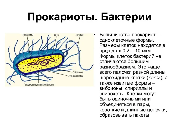 Прокариоты. Бактерии Большинство прокариот – одноклеточные формы. Размеры клеток находятся