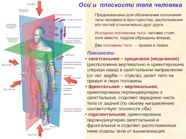 Оси и плоскости тела человека Предназначены для обозначения положения тела
