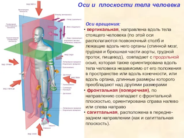 Оси и плоскости тела человека Оси вращения: вертикальная, направлена вдоль