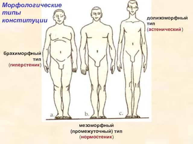 мезоморфный (промежуточный) тип (нормостеник) Морфологические типы конституции долихоморфный тип (астенический) брахиморфный тип (гиперстеник)