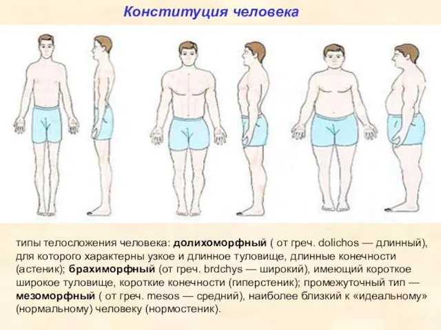Конституция человека типы телосложения человека: долихоморфный ( от греч. dolichos