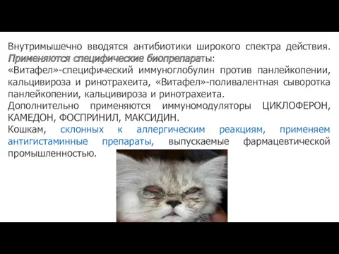 Внутримышечно вводятся антибиотики широкого спектра действия. Применяются специфические биопрепараты: «Витафел»-специфический