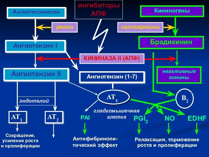 АТ1 Сокращение, усиление роста и пролиферации АТ2 Ангиотензин II эндотелий