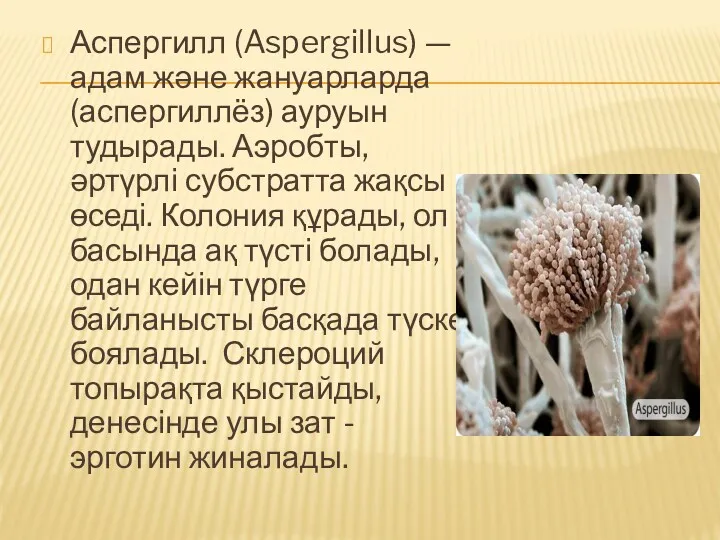 Аспергилл (Aspergillus) — адам және жануарларда (аспергиллёз) ауруын тудырады. Аэробты,