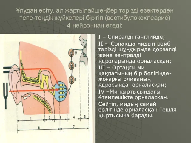 Ұлудан есіту, ал жартылайшеңбер тәрізді өзектерден тепе-теңдік жүйкелері бірігіп (вестибулокохлеарис)