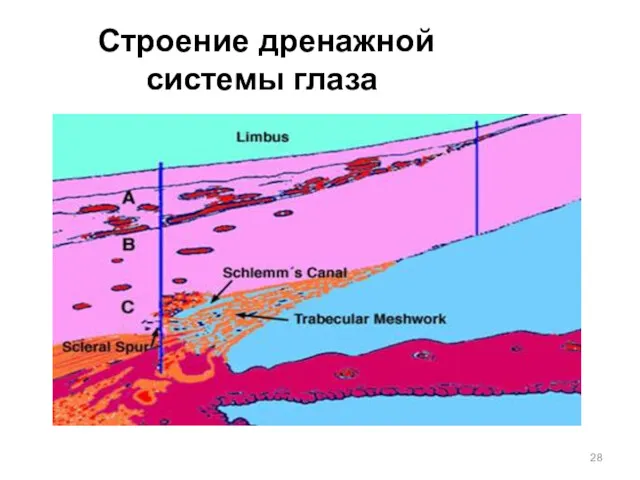 Строение дренажной системы глаза