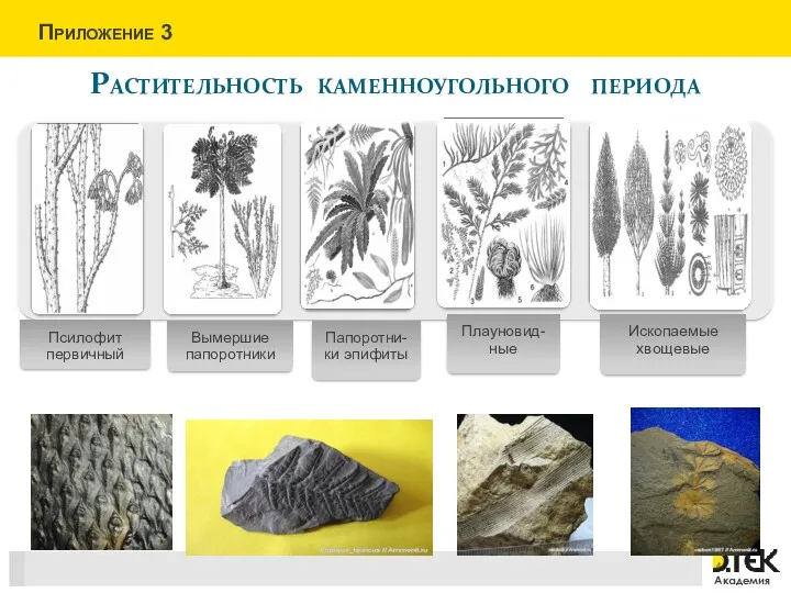 Растительность каменноугольного периода Приложение 3