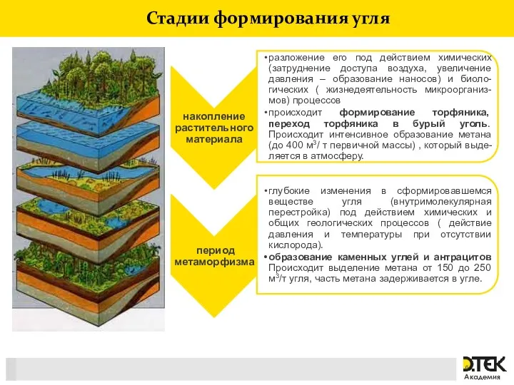 Стадии формирования угля