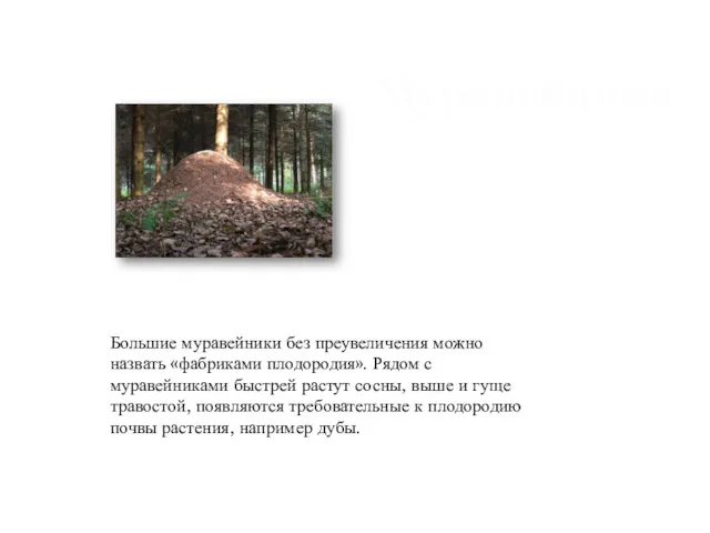 Большие муравейники без преувеличения можно назвать «фабриками плодородия». Рядом с