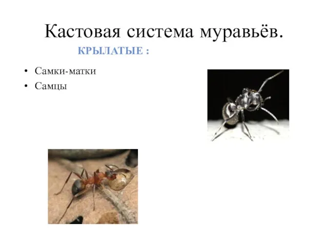 Кастовая система муравьёв. КРЫЛАТЫЕ : Самки-матки Самцы