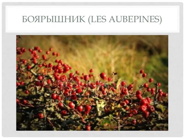 БОЯРЫШНИК (LES AUBEPINES)