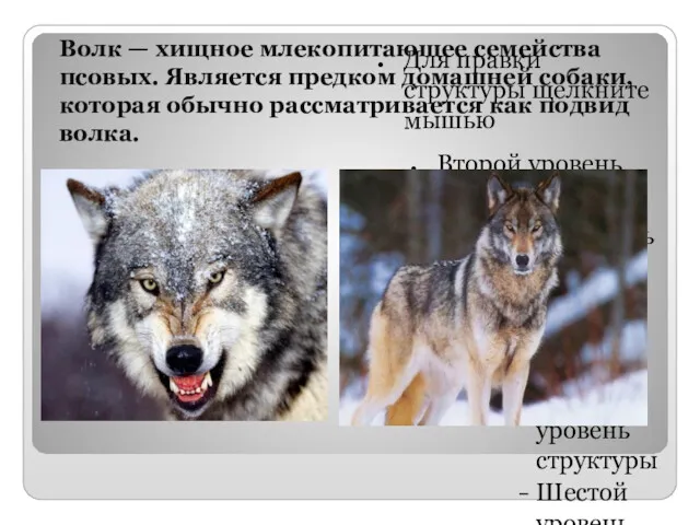 Волк — хищное млекопитающее семейства псовых. Является предком домашней собаки, которая обычно рассматривается как подвид волка.