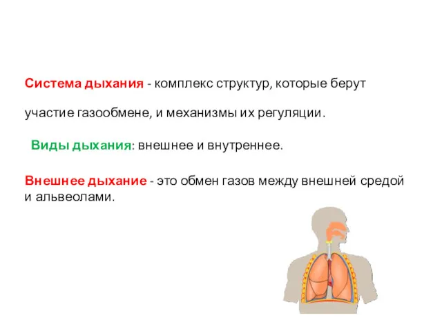 Система дыхания - комплекс структур, которые берут участие газообмене, и
