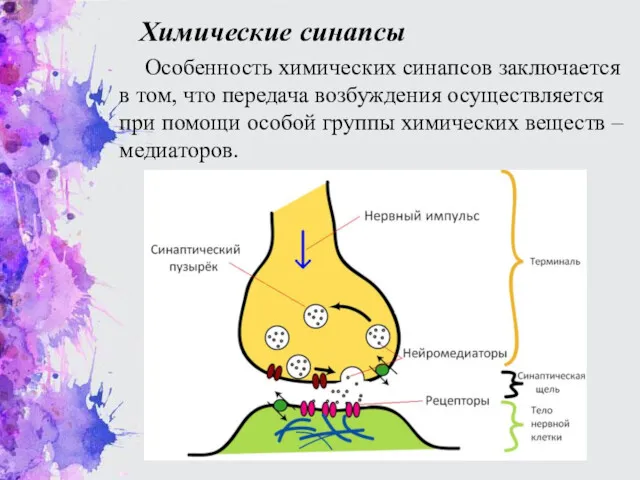 Химические синапсы Особенность химических синапсов заключается в том, что передача