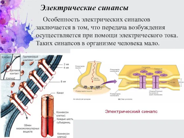 Электрические синапсы Особенность электрических синапсов заключается в том, что передача