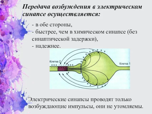 Передача возбуждения в электрическом синапсе осуществляется: - в обе стороны,