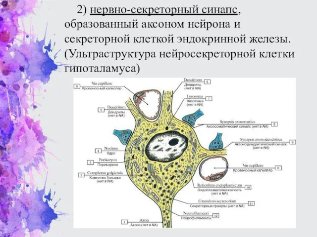 2) нервно-секреторный синапс, образованный аксоном нейрона и секреторной клеткой эндокринной железы. (Ультраструктура нейросекреторной клетки гипоталамуса)