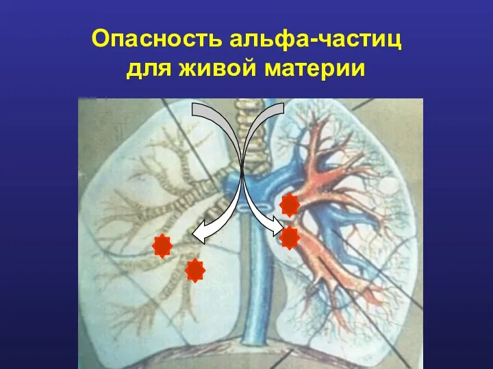 Опасность альфа-частиц для живой материи