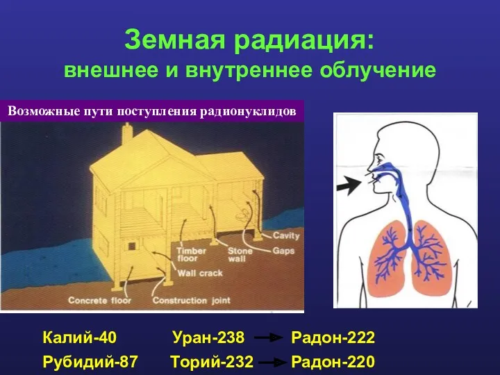 Земная радиация: внешнее и внутреннее облучение Калий-40 Уран-238 Радон-222 Рубидий-87 Торий-232 Радон-220 Возможные пути поступления радионуклидов