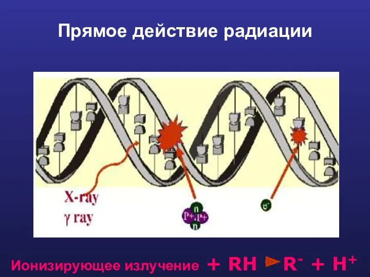 Прямое действие радиации Ионизирующее излучение + RH R- + H+