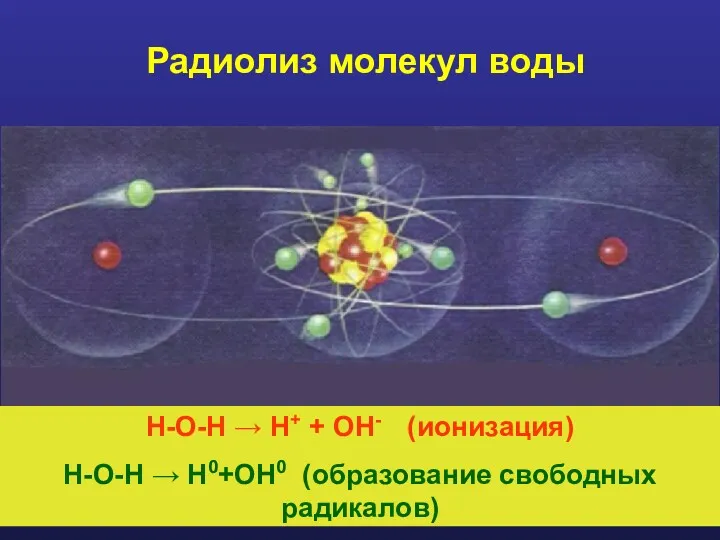 Радиолиз молекул воды H-O-H → H+ + OH- (ионизация) H-O-H → H0+OH0 (образование свободных радикалов)