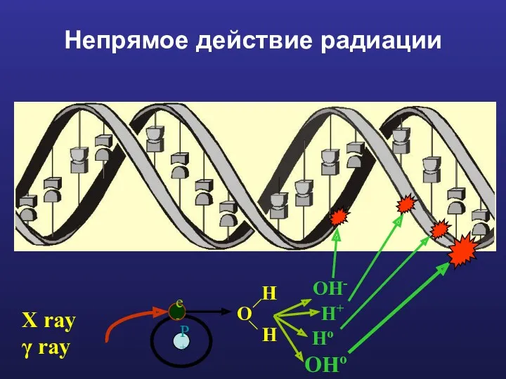 Непрямое действие радиации X ray γ ray P+ e- O H H OH- H+ Ho OHo