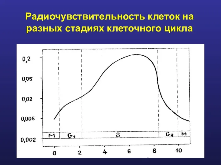 Радиочувствительность клеток на разных стадиях клеточного цикла