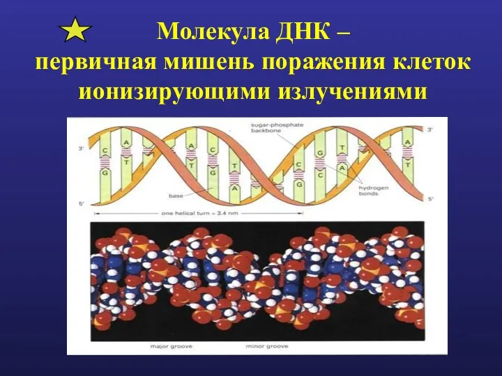 Молекула ДНК – первичная мишень поражения клеток ионизирующими излучениями