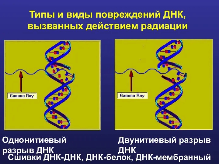 Типы и виды повреждений ДНК, вызванных действием радиации Однонитиевый разрыв