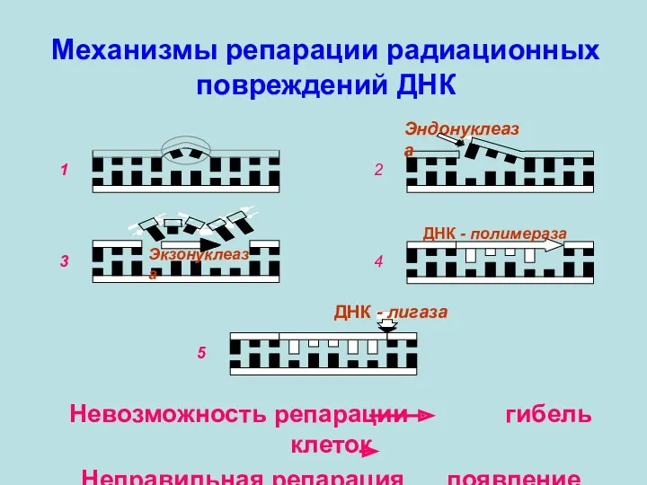 Механизмы репарации радиационных повреждений ДНК Невозможность репарации гибель клеток Неправильная репарация появление мутаций