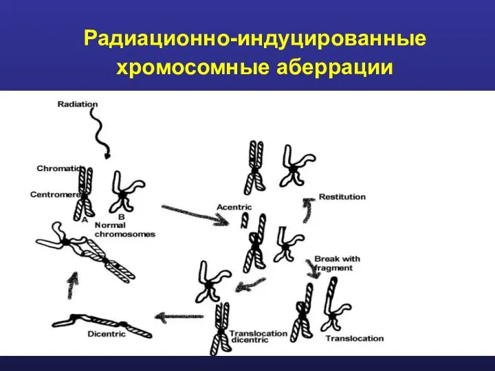 Радиационно-индуцированные хромосомные аберрации