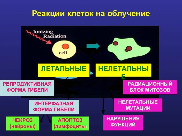 Реакции клеток на облучение НЕКРОЗ (нейроны) АПОПТОЗ (лимфоциты) НАРУШЕНИЯ ФУНКЦИЙ