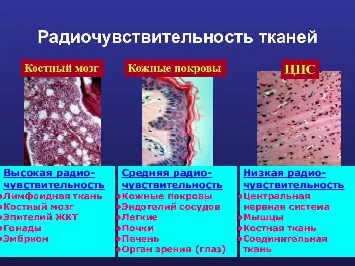 Радиочувствительность тканей Костный мозг Кожные покровы ЦНС Высокая радио-чувствительность Лимфоидная