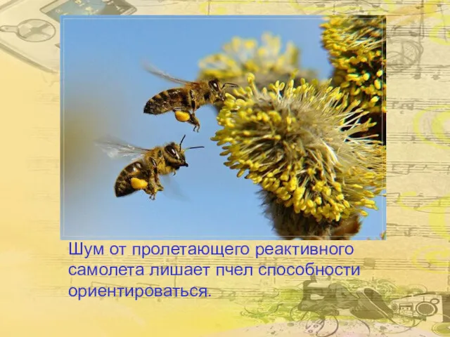 Шум от пролетающего реактивного самолета лишает пчел способности ориентироваться.