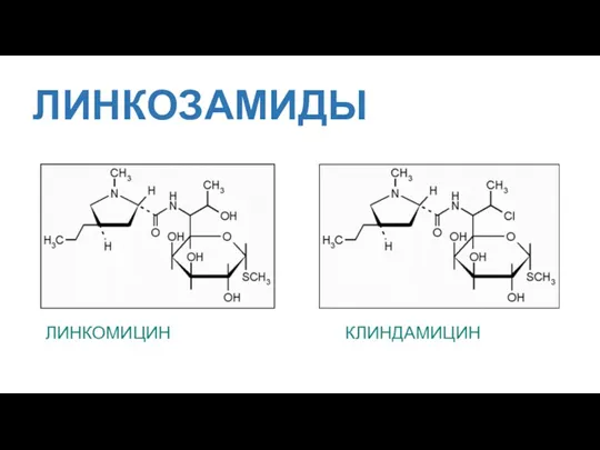 ЛИНКОЗАМИДЫ ЛИНКОМИЦИН КЛИНДАМИЦИН